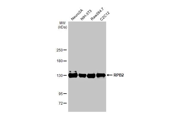 Western Blot: RPB2 Antibody (HL1043) [NBP3-13698] - Various whole cell extracts (30 ug) were separated by 5% SDS-PAGE, and the membrane was blotted with RPB2 antibody [HL1043] (NBP3-13698) diluted at 1:1000. The HRP-conjugated anti-rabbit IgG antibody  was used to detect the primary antibody.