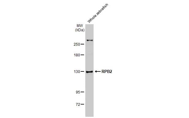 Western Blot: RPB2 Antibody (HL1043) [NBP3-13698] - Whole zebrafish extract (30 ug) was separated by 5% SDS-PAGE, and the membrane was blotted with RPB2 antibody [HL1043] (NBP3-13698) diluted at 1:1000. The HRP-conjugated anti-rabbit IgG antibody  was used to detect the primary antibody.