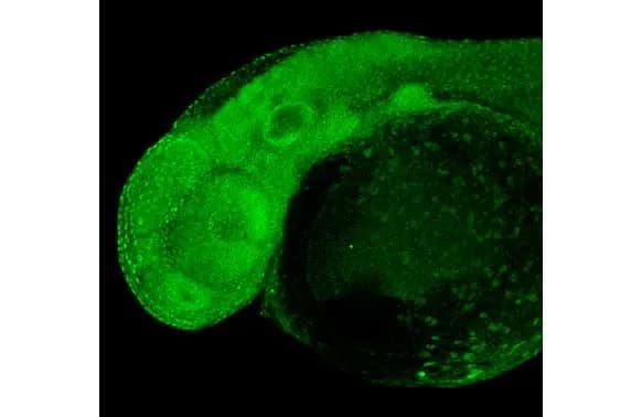 Immunohistochemistry: RPB2 Antibody (HL1043) [NBP3-13698] - RPB2 antibody [HL1043] detects RPB2 protein on whole mount zebrafish by immunohistochemical analysis.Sample: Paraformaldehyde-fixed 2 days-post-fertilization zebrafish embryo.Green: RPB2 stained by RPB2 antibody [HL1043] (NBP3-13698) diluted at 1:100.Antigen Retrieval: Tris-HCl buffer, pH 9.0, 20 min at 70ºC