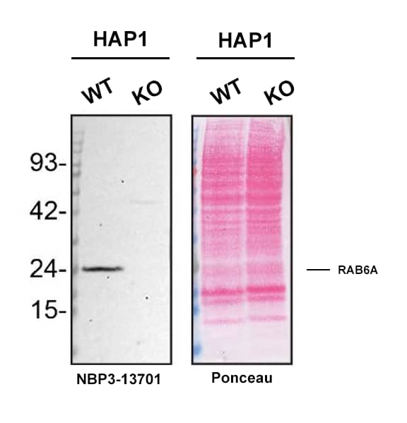 <b>Genetic Strategies Validation. </b>Western blot shows lysates of HAP1 cell line and RAB6A knockout HAP1 cell line (KO). Nitrocellulose membrane was probed with RAB6A Antibody (HL1047) (Catalog # NBP3-13701) followed by HRP-conjugated secondary antibody. A specific band was detected for RAB6A at approximately 24 kDa (as indicated) in the parental HAP1  cell line, but is not detectable in knockout HAP1 cell line.  Primary antibody dilution used: 1/200. The Ponceau stained transfer of the blot is shown. This experiment was conducted under reducing conditions. Image, protocol, and testing courtesy of YCharOS Inc. See ycharos.com for additional details.