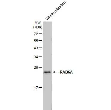 Western Blot: RAB6A Antibody (HL1047) [NBP3-13701] -Whole zebrafish extract (30 ug) was separated by 12% SDS-PAGE, and the membrane was blotted with RAB6A antibody [HL1047] diluted at 1:1000. The HRP-conjugated anti-rabbit IgG antibody (NBP2-19301) was used to detect the primary antibody, and the signal was developed with Trident ECL plus-Enhanced.