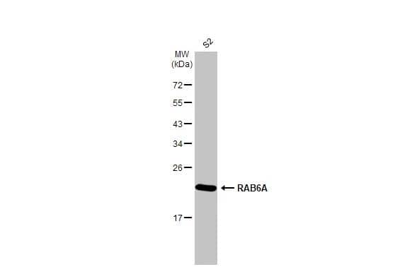 Whole cell extract (30 ug) was separated by 12% SDS-PAGE, and the membrane was blotted with RAB6A antibody [HL1047] (NBP3-13701) diluted at 1:1000. The HRP-conjugated anti-rabbit IgG antibody  was used to detect the primary antibody. 