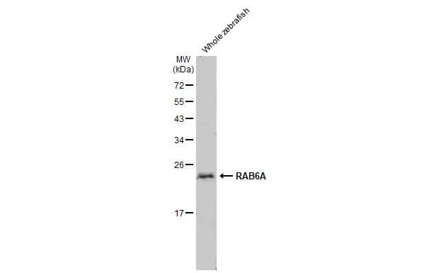 Whole zebrafish extract (30 ug) was separated by 12% SDS-PAGE, and the membrane was blotted with RAB6A antibody [HL1047] (NBP3-13701) diluted at 1:1000. The HRP-conjugated anti-rabbit IgG antibody  was used to detect the primary antibody, and the signal was developed with Trident ECL plus-Enhanced. 