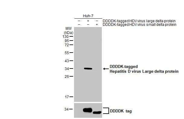 Non-transfected (-) and transfected (+) Huh-7 whole cell extracts (30 ug) were separated by 12% SDS-PAGE, and the membrane was blotted with Hepatitis D virus Large delta protein antibody [HL1051] (NBP3-13702) diluted at 1:5000. The HRP-conjugated anti-rabbit IgG antibody  was used to detect the primary antibody. 
