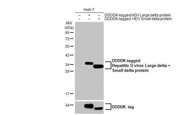 Non-transfected (-) and transfected (+) Huh-7 whole cell extracts (30 ug) were separated by 12% SDS-PAGE, and the membrane was blotted with Hepatitis D virus Large delta + Small delta protein antibody [HL1053] (NBP3-13703) diluted at 1:5000. The HRP-conjugated anti-rabbit IgG antibody  was used to detect the primary antibody. 
