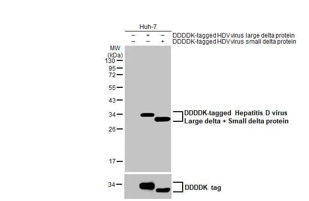 Non-transfected (-) and transfected (+) Huh-7 whole cell extracts (30 ug) were separated by 12% SDS-PAGE, and the membrane was blotted with Hepatitis D virus Large data + Small delta protein antibody [HL1055] (NBP3-13704) diluted at 1:5000. The HRP-conjugated anti-rabbit IgG antibody  was used to detect the primary antibody. 