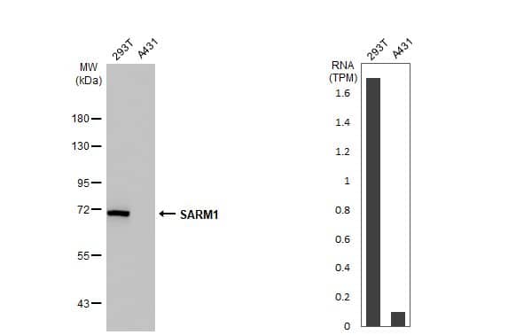 <b>Orthogonal Strategies Validation. </b>Western Blot: SARM1 Antibody (HL1066) [NBP3-13707] - Various whole cell extracts (30 ug) were separated by 7.5% SDS-PAGE, and the membrane was blotted with SARM1 antibody [HL1066]  diluted at 1:1000. The HRP-conjugated anti-rabbit IgG antibody  was used to detect the primary antibody. Corresponding RNA expression data for the same cell lines are based on Human Protein Atlas program.