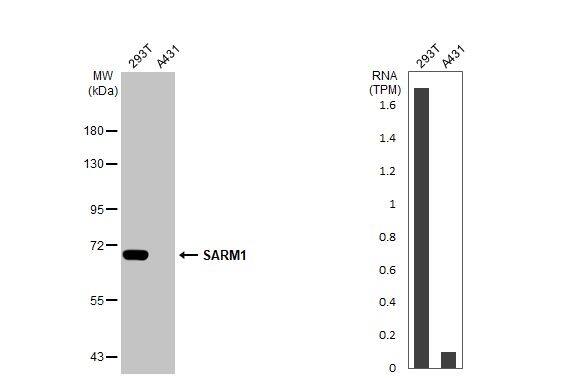 Various whole cell extracts (30 ug) were separated by 7.5% SDS-PAGE, and the membrane was blotted with SARM1 antibody [HL1066] (NBP3-13707) diluted at 1:1000. The HRP-conjugated anti-rabbit IgG antibody  was used to detect the primary antibody. Corresponding RNA expression data for the same cell lines are based on Human Protein Atlas program. 