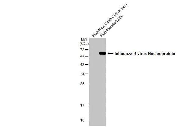 Western Blot Influenza B nucleoprotein Antibody (HL1069) - (B/Taiwan/753/2005) - Azide and BSA Free