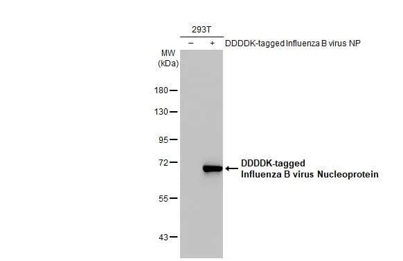 Western Blot Influenza B nucleoprotein Antibody (HL1069) - (B/Taiwan/753/2005) - Azide and BSA Free