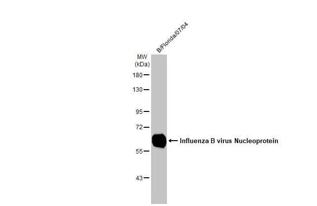 Western Blot Influenza B nucleoprotein Antibody (HL1069) - (B/Taiwan/753/2005) - Azide and BSA Free