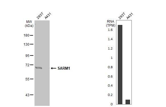 Various whole cell extracts (30 ug) were separated by 7.5% SDS-PAGE, and the membrane was blotted with SARM1 antibody [HL1070] (NBP3-13710) diluted at 1:1000. The HRP-conjugated anti-rabbit IgG antibody  was used to detect the primary antibody. Corresponding RNA expression data for the same cell lines are based on Human Protein Atlas program. 