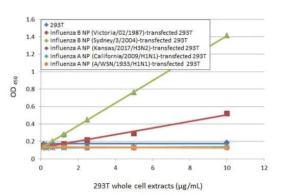 ELISA Influenza B nucleoprotein Antibody (HL1073) - (B/Taiwan/753/2005) - Azide and BSA Free