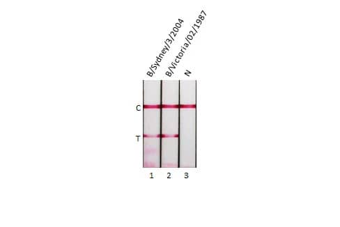 Lateral Flow Assay Influenza B nucleoprotein Antibody (HL1073) - (B/Taiwan/753/2005) - Azide and BSA Free