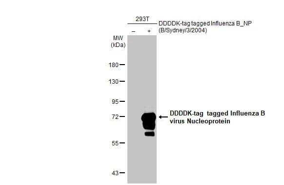 Western Blot Influenza B nucleoprotein Antibody (HL1073) - (B/Taiwan/753/2005) - Azide and BSA Free