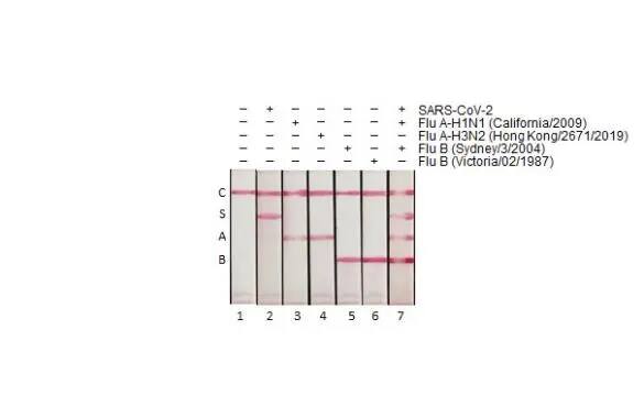 Lateral Flow Assay: Influenza A H3N2 Nucleoprotein Antibody (HL1078) - (A/Kansas/14/2017) [NBP3-13714] - Detection of nucleoproteins (NP) derived from SARS-CoV-2, Influenza A virus and Influenza B virus by lateral flow assay using the monoclonal antibody pair.  Capture:  S. SARS-CoV-2 (COVID-19) Nucleocapsid antibody   A. Influenza A H3N2 Nucleoprotein antibody (NBP3-13714 [HL1078])  B. Influenza B virus Nucleoprotein antibody   Detection:  SARS-CoV-2 (COVID-19) Nucleocapsid antibody   Influenza A H3N2 Nucleoprotein antibody   Influenza B virus Nucleoprotein antibody   Samples (40 ng) :   1. Lysis buffer  2. SARS-CoV-2 (COVID-19) Nucleocapsid protein, His tag   3. Influenza A H3N2 Nucleoprotein (A/California/2009 (H1N1))   4. Influenza A H3N2 Nucleoprotein (A/Hong Kong/2671/2019 (H3N2))   5. Influenza B virus Nucleoprotein (B/Sydney/3/2004), DDDDK Tag   6. Influenza B virus Nucleoprotein (B/Victoria/02/1987), DDDDK Tag   7. Mixture of SARS-CoV-2, Flu A-H1N1 and Flu B Nucleoprotein