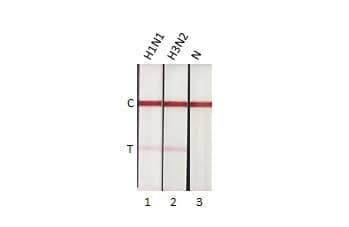 Lateral Flow Assay: Influenza A H3N2 Nucleoprotein Antibody (HL1078) - (A/Kansas/14/2017) [NBP3-13714] - Detection of influenza A virus nucleoprotein by lateral flow assay using the monoclonal antibody pair.  Capture: Influenza A H3N2 Nucleoprotein antibody (NBP3-13714 [HL1078])  Detection: Influenza A H3N2 Nucleoprotein antibody   Samples (1 ng) : 1. Influenza A H3N2 Nucleoprotein (A/California/2009 (H1N1))  2. Influenza A H3N2 Nucleoprotein (A/Hong Kong/2671/2019 (H3N2))  3. Lysis buffer