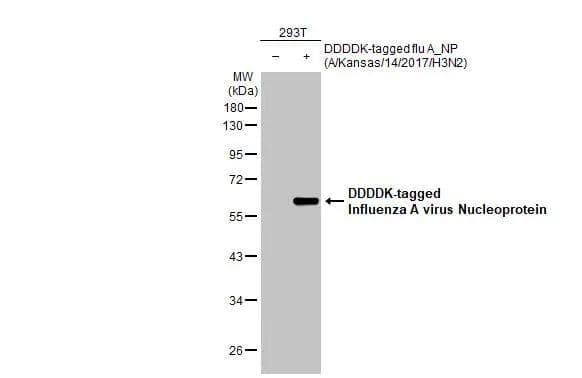 Western Blot Influenza A H3N2 Nucleoprotein Antibody (HL1089) - (A/Kansas/14/2017) - Azide and BSA Free