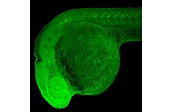 Immunohistochemistry GAD1/GAD67 Antibody (HL1096) - Azide and BSA Free