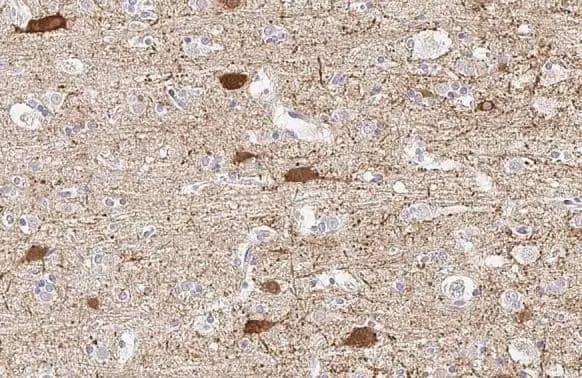 Immunohistochemistry-Paraffin GAD1/GAD67 Antibody (HL1096) - Azide and BSA Free