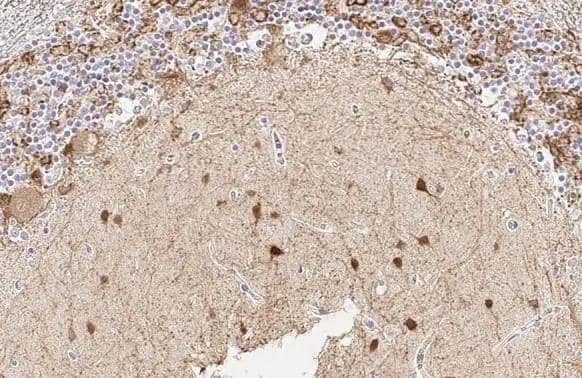 Immunohistochemistry-Paraffin GAD1/GAD67 Antibody (HL1096) - Azide and BSA Free