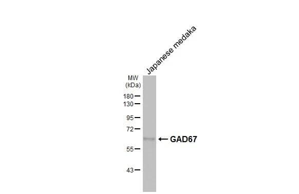 Western Blot GAD1/GAD67 Antibody (HL1096) - Azide and BSA Free
