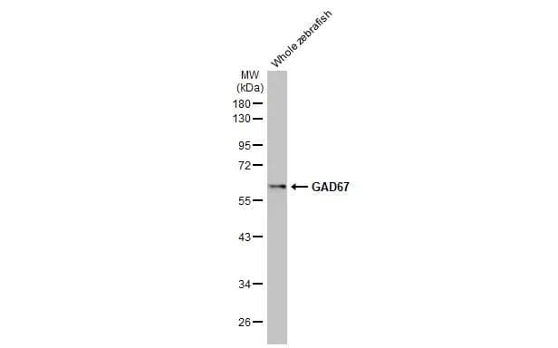Western Blot GAD1/GAD67 Antibody (HL1096) - Azide and BSA Free