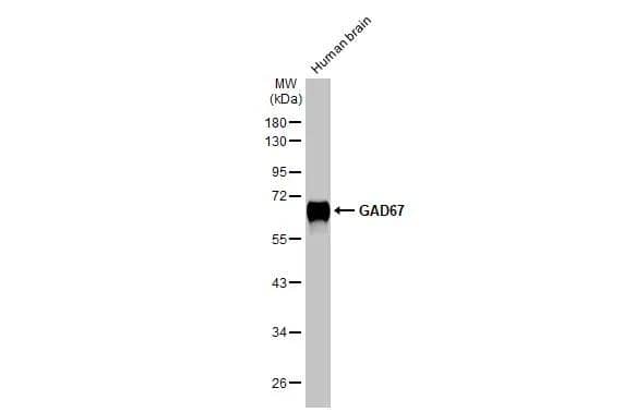 Western Blot GAD1/GAD67 Antibody (HL1096) - Azide and BSA Free
