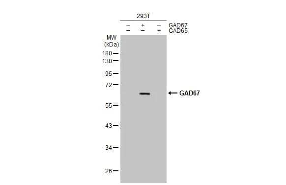 Western Blot GAD1/GAD67 Antibody (HL1096) - Azide and BSA Free
