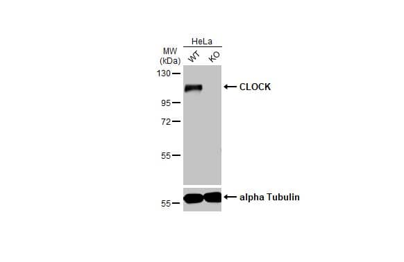 <b>Genetic Strategies Validation. </b>Western Blot: CLOCK Antibody (HL1099) [NBP3-13718] - Wild-type (WT) and NME4 knockout (KO) HeLa cell extracts (30 ug) were separated by 7.5% SDS-PAGE, and the membrane was blotted with CLOCK antibody [HL1099]  diluted at 1:1000. The HRP-conjugated anti-rabbit IgG antibody  was used to detect the primary antibody.