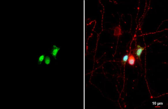 <b>Biological Strategies Validation. </b>Immunocytochemistry/ Immunofluorescence: CLOCK Antibody (HL1099) [NBP3-13718] - CLOCK antibody [HL1099] detects CLOCK protein by immunofluorescent analysis.Sample: DIV9 rat hippocampal neuron cells were fixed in 4% paraformaldehyde at RT for 15 min.Green: CLOCK stained by CLOCK antibody [HL1099] (NBP3-13718) diluted at 1:500.Red: Tau, a Axon marker, stained by Tau antibody [GT287]  diluted at 1:500.Blue: Fluoroshield with DAPI .