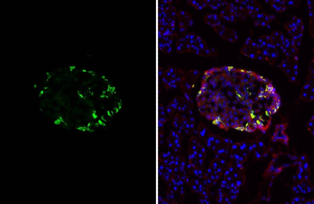 Somatostatin antibody [HL1101] detects Somatostatin protein by immunohistochemical analysis.Sample: Frozen-sectioned mouse pancreas.Green: Somatostatin stained by Somatostatin antibody [HL1101] (NBP3-13719) diluted at 1:250.Red: Vimentin antibody [GT812]  diluted at 1:1000.Blue: Hoechst 33342 staining. 