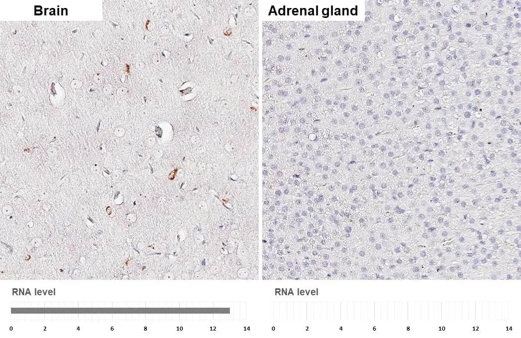 Somatostatin antibody [HL1101] detects Somatostatin protein by immunohistochemical analysis.Sample: Paraffin-embedded rat tissues.Somatostatin stained by Somatostatin antibody [HL1101] (NBP3-13719) diluted at 1:2000.Antigen Retrieval: Citrate buffer, pH 6.0, 15 min 