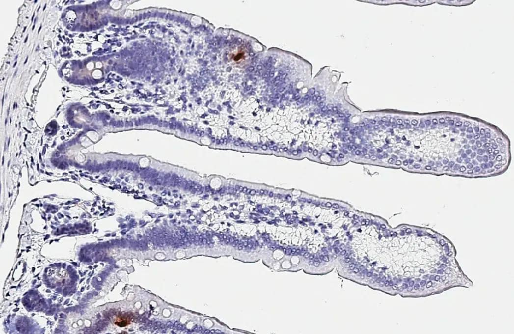 Somatostatin antibody [HL1101] detects Somatostatin protein by immunohistochemical analysis.Sample: Paraffin-embedded mouse intestine.Somatostatin stained by Somatostatin antibody [HL1101] (NBP3-13719) diluted at 1:2000.Antigen Retrieval: Citrate buffer, pH 6.0, 15 min 