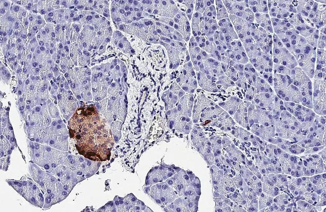 Somatostatin antibody [HL1101] detects Somatostatin protein by immunohistochemical analysis.Sample: Paraffin-embedded mouse pancreas.Somatostatin stained by Somatostatin antibody [HL1101] (NBP3-13719) diluted at 1:2000.Antigen Retrieval: Citrate buffer, pH 6.0, 15 min 