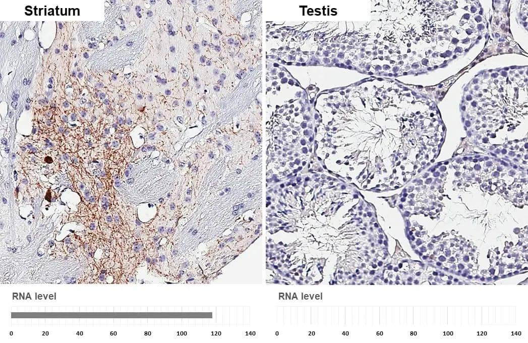 Somatostatin antibody [HL1101] detects Somatostatin protein by immunohistochemical analysis.Sample: Paraffin-embedded mouse tissues.Somatostatin stained by Somatostatin antibody [HL1101] (NBP3-13719) diluted at 1:2000.Antigen Retrieval: Citrate buffer, pH 6.0, 15 min 