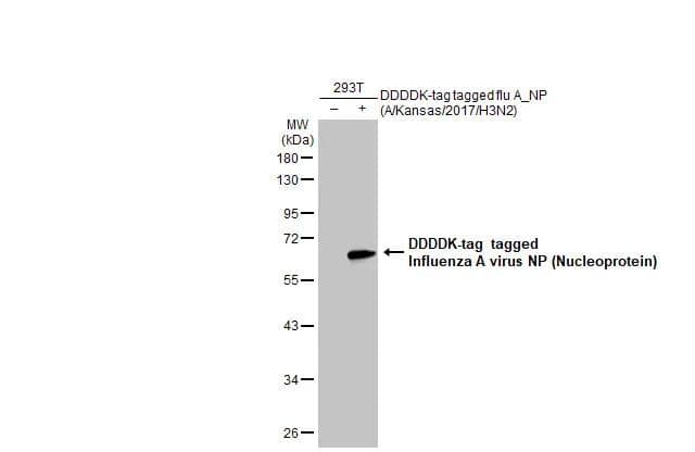 Western Blot Influenza A H3N2 Nucleoprotein Antibody (HL1103) - (A/Kansas/14/2017) - Azide and BSA Free