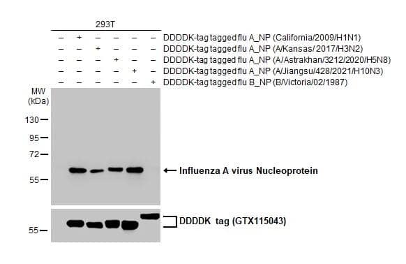 Western Blot Influenza A H3N2 Nucleoprotein Antibody (HL1103) - (A/Kansas/14/2017) - Azide and BSA Free