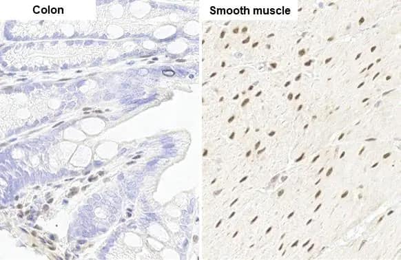 Immunohistochemistry-Paraffin: RBPMS Antibody (HL1105) [NBP3-13722] - RBPMS antibody [HL1105] detects RBPMS protein by immunohistochemical analysis.Sample: Paraffin-embedded mouse tissues.RBPMS stained by RBPMS antibody [HL1105] (NBP3-13722) diluted at 1:100.Antigen Retrieval: Citrate buffer, pH 6.0, 15 min