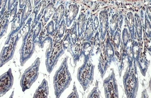 Immunohistochemistry-Paraffin: RBPMS Antibody (HL1105) [NBP3-13722] - RBPMS antibody [HL1105] detects RBPMS protein at nucleus by immunohistochemical analysis.Sample: Paraffin-embedded mouse intestine.RBPMS stained by RBPMS antibody [HL1105] (NBP3-13722) diluted at 1:100.Antigen Retrieval: Citrate buffer, pH 6.0, 15 min