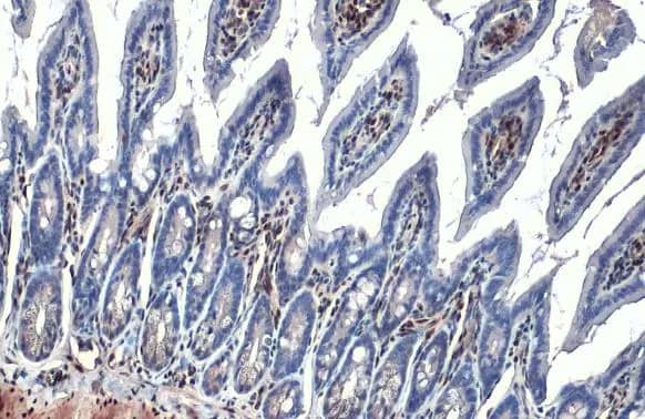Immunohistochemistry-Paraffin: RBPMS Antibody (HL1106) [NBP3-13723] - RBPMS antibody [HL1106] detects RBPMS protein at nucleus by immunohistochemical analysis.Sample: Paraffin-embedded mouse intestine.RBPMS stained by RBPMS antibody [HL1106] (NBP3-13723) diluted at 1:100.Antigen Retrieval: Citrate buffer, pH 6.0, 15 min