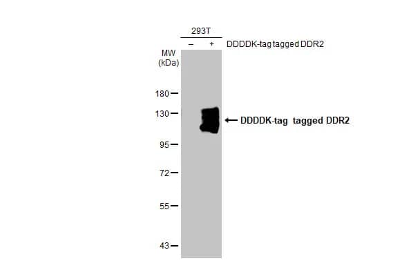 Western Blot: DDR2 Antibody (HL1107) [NBP3-13724] - Non-transfected (-) and transfected (+) 293T whole cell extracts (30 ug) were separated by 7.5% SDS-PAGE, and the membrane was blotted with DDR2 antibody [HL1107] (NBP3-13724) diluted at 1:500000. The HRP-conjugated anti-rabbit IgG antibody  was used to detect the primary antibody.