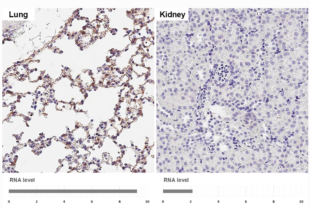 <b>Orthogonal Strategies Validation. </b> Paraffin-embedded mouse tissues.DDR2 stained by DDR2 antibody [HL1107] diluted at 1:16000.Antigen Retrieval: Tris-EDTA buffer, pH 9.0, 15 min
