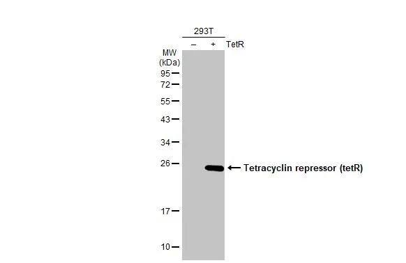 Western Blot TetR Antibody - BSA Free
