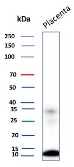 Western Blot Analysis of Human Placenta tissue lysate using CCL8/MCP-2 Antibody (CCL8/3311). 