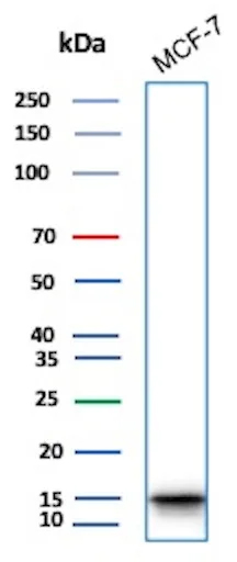Western Blot Analysis of Human MCF-7 lysate using HIST1H3A [p Ser10] Antibody (rPHH3/6824).