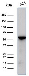 Western blot analysis of PC3 cell lysate using beta-III Tubulin antibody (TUBB3/7090R).