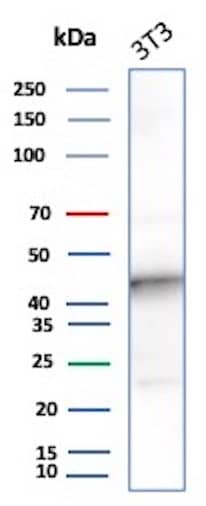 Western Blot Analysis of 3T3 lysate using IDO2 Antibody (IDO2/2638).