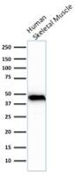 Western Blot Actin (Muscle Specific) Antibody (rMSA/953)