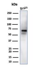 Western Blot Analysis of human brain tissue lysate using RBFOX3/NeuN Antibody (NeuN/288R) - Azide and BSA Free.